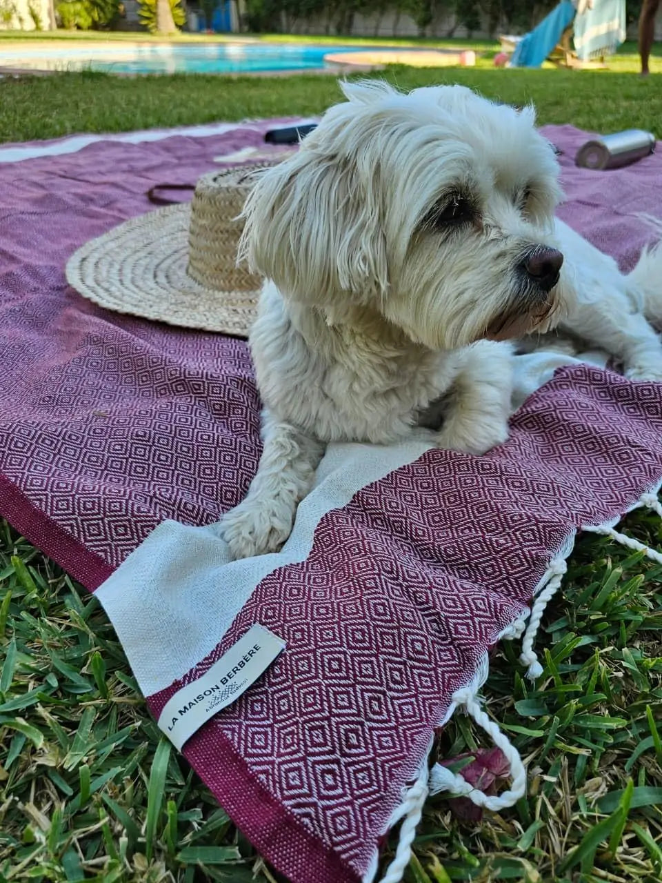 Weißer Hund auf einer bordeauxroten Diamond-Fouta von La Maison Berbère im Garten am Pool.